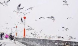 昆明爆料下雪视频最新版,网友视频记录冬日美景