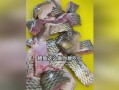 吃瓜娱乐小鲤鱼视频,趣味视频引网友热议